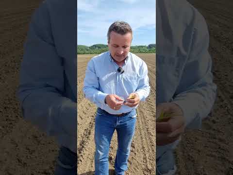 Österreich | NutribioN in Mais macht Luftstickstoff pflanzenverfügbar – bis 40 kg/ha!