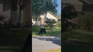 Big black bear right by my house #outdoors #bear