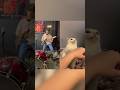 Cat becomes self aware