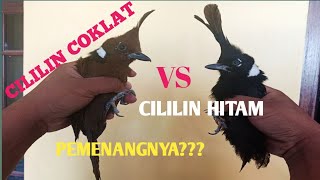 Download lagu cililin coklat vs cililin Hitam mp3