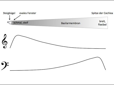 Tonhöhenwahrnehmung