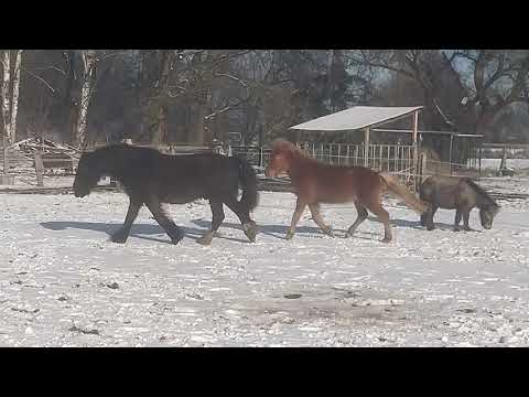 Pferde spielen im Schnee