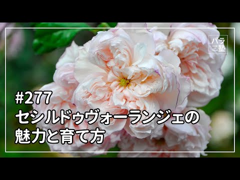 デビルズ・ブッシュ、レッド・ブラダー・スパイアーズ 植物