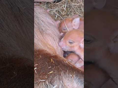 Off-Grid Permaculture: Piglet Joy on the Smallholding