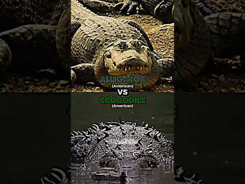 American Alligator vs American Crocodile