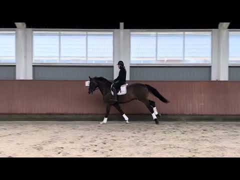 HP Tivoli (Total Hope x Furst Romancier x Sir Donnerhall)