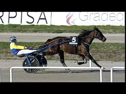 Napoli Trotto 31/01/2023 - 4ª corsa