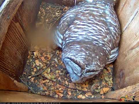 First Egg Hatches On Barred Owl Cam! – April 6, 2018