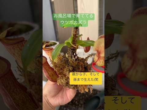 園芸 ラッフルズのウツボカズラ