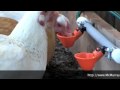 Video: The Best Way to Water Your Chickens