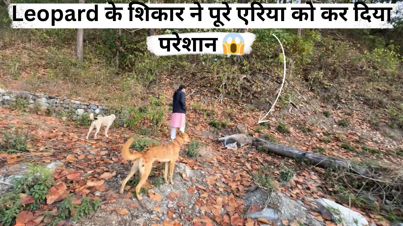 Leopard के शिकार ने पूरे एरिया को कर दिया परेशान 😱