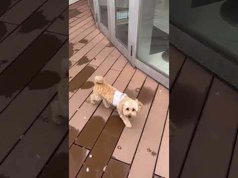 経営学科 雨上がりのドッグランを散歩するトイプードル9ヶ月　#toypoodle #トイプードル #puppy