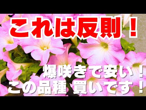 園芸 ホワイトパヴィエ、ドワーフチェスナット