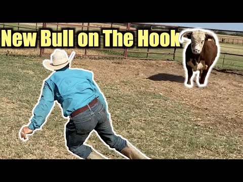 NEW MEAN BULL FOR THE INTERNS - Rodeo Time 260