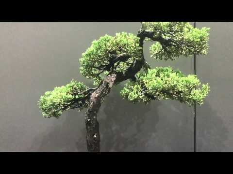 Cape Bonsai Kai Exhibition 2017