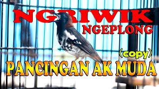 Download lagu ANIS KEMBANG NGRIWIK NGEPLONG UNTUK PANCINGAN ANIS KEMBANG MUDA (copy) mp3 Download lagu ANIS KEMBANG NGRIWIK NGEPLONG UNTUK PANCINGAN ANIS KEMBANG MUDA (copy) mp3