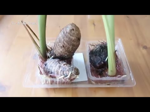How to Grow Eddoes(Taro) from Grocery Store Bulbs - 100% Success | 토란 으로 예쁜 화초 키우기