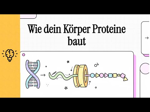 Proteinbiosynthese | EINFACH ERKLÄRT