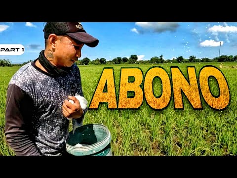 P1 - Pag-Aabono ng mga Tanim na Palay - EP1968