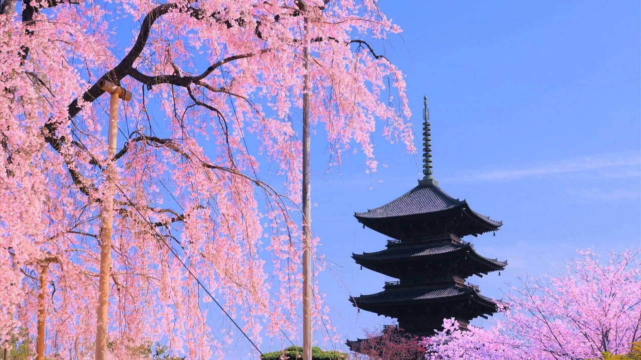 4K映像 桜の名所「京都 東寺の桜　五重塔　八重紅枝垂れ桜（不二桜）」cherry blossom Kyoto Japan 桜の名所 美しい四季 春 4月上旬 お花見 絶景自然風景 8K撮影