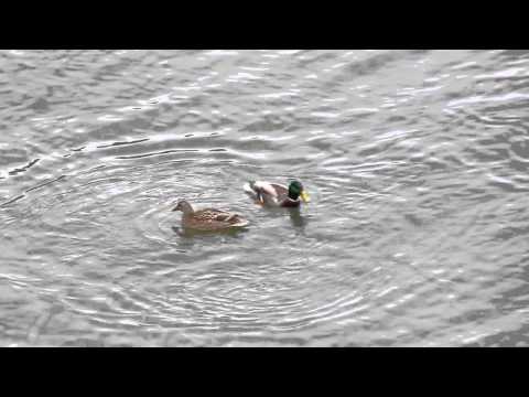 Birding Slovakia - Anas platyrhynchos - Kačica divá