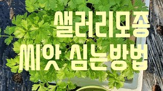 #샐러리 모종 씨앗 심는 방법 #살빼는데 좋은채소 샐러리