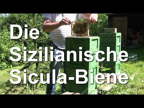 Die Sicula - Sizilianische Biene - Ape nera sicula - ein Bienen-Wunder