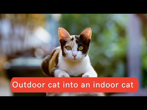How to change an outdoor cat into an indoor cat Updated 2021