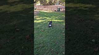 Video preview image #1 Boston Terrier Puppy For Sale in Huntington Beach, CA, USA