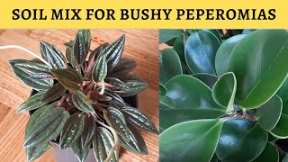 Soil mix for Vibrant and Bushy Peperomias