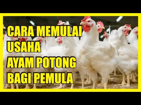 , title : 'Cara Memulai Usaha Ayam Potong bagi Pemula (Beserta Analisis Usahanya)'