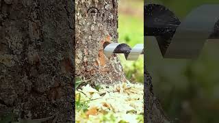 Burn That Stump FAST with Gasoline!