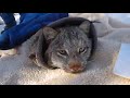 Lynx Movement Study (Accessible)