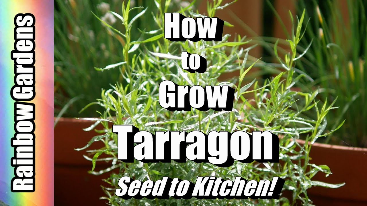 How to Grow Tarragon, Seed to Kitchen! Cuttings, Care, Dishes, and More!