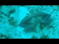 Flying Gurnard