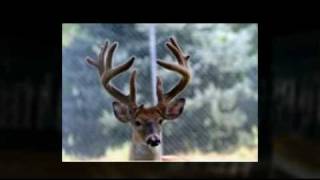 preview picture of video 'Whitetail Deer Hunting in PA'