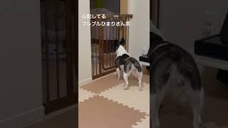 小さい声で声をかけるフレブル #vlog #フレンチブルドッグ #frenchie #心配 #shorts "The Frenchie that calls out in a soft voice."