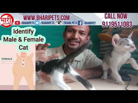 Identifing male and female cat || Free Cat kittens || नर और मादा बिल्ली की पहचान || Bhari Pets ||