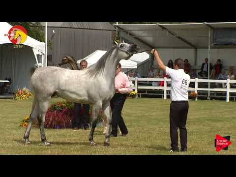 N.66 NABEEL AL NASSER - ELRAN CUP 2019 - Geldings (Class 16)