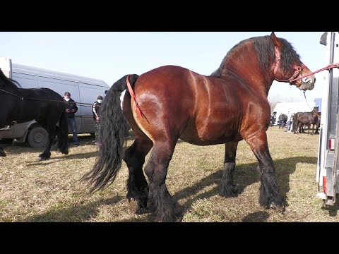 Armăsarul lui dl. Șimon Ianoș de la Covasna 2021