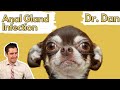 Dog Anal Gland Infection Or Abscess How A Vet Diagnosis And Treats With Dr Dan