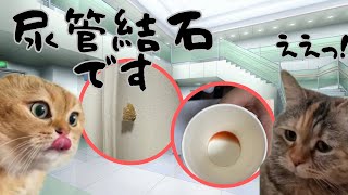 【猫ミーム】尿管結石で90日間苦しんだ話