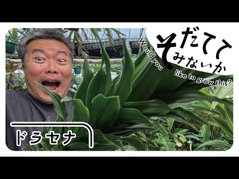枯れ葉を集める: その理由と方法のすべて!  庭園