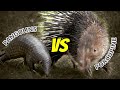Pangolins Vs Porcupine Do Porcupine Quills Better Than Lion S Teeth Trans 7 Global 24 10 23