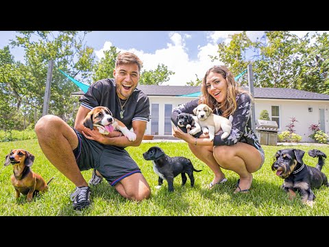 FINALMENTE VAMOS TER UM CACHORRO