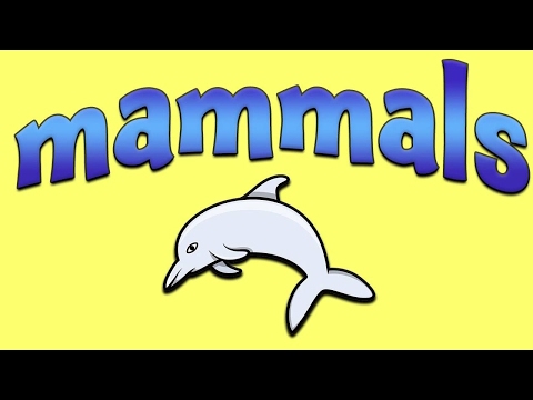 Mammals - Learn about mammals for kids