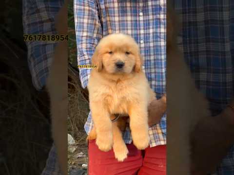 IMPORT BLOODLINE GOLDEN RETRIEVER PUPPY AVILABLE IN VARANASI PAT'S MARKET ||PETS SHOP || DOG KENNEL