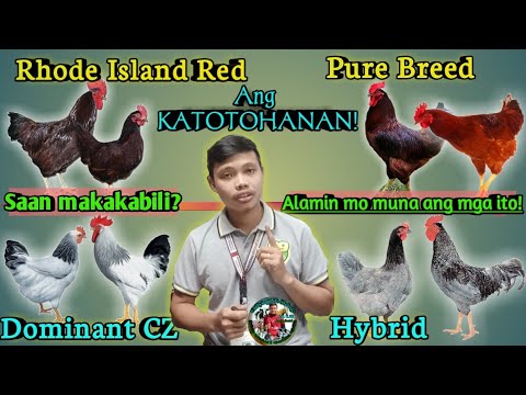 Rhode Island Red and Dominant CZ Chicken Comparison | Rhode Island Red | Dominant CZ |Heritage Breed