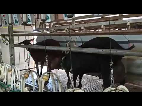 murciano-#goat #pedigrees#ماعز  granadina #goat murciano-granadina.com# 00 447448599912