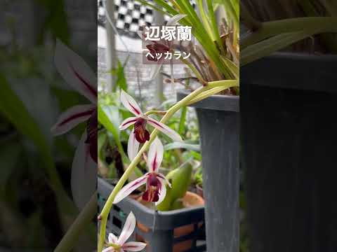 園芸 ピラミッド型の蘭